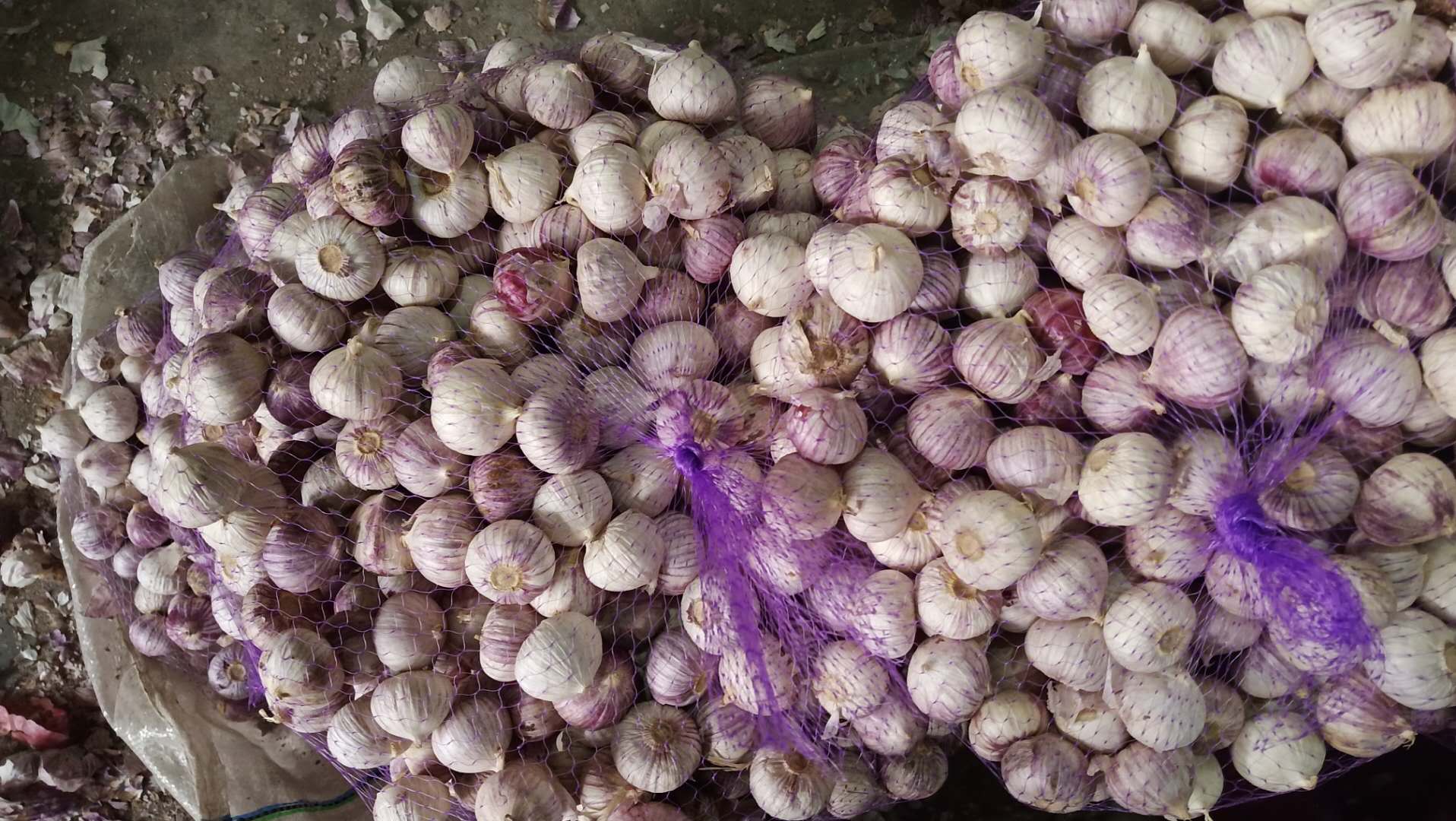 How hard to plant garlic