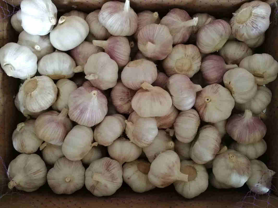 2020 crop Chinese harvest Fresh Garlic Company Manufacturers Wholesales Garlic Price