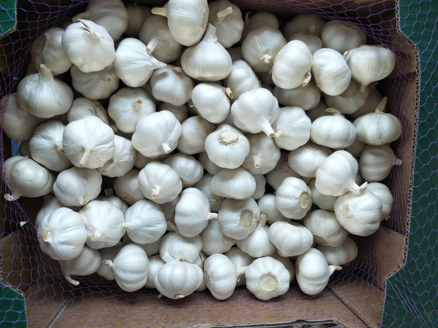 China export shortage of container and 2021 Jan garlic price forecast