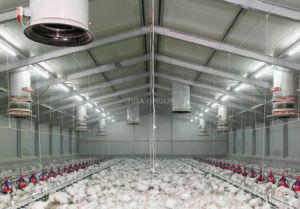 Estructura de acero prefabricada durable de la casa de pollo para las aves de corral