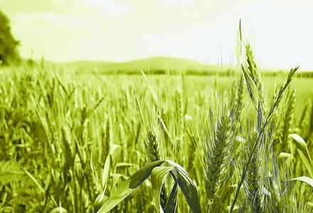 2017年麦草畏除草剂作物系统将全面亮相！除草技术一览