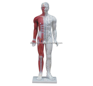 Deluxe Acupuncture Model 84CM