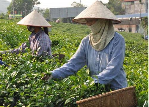 Viet Nam: Nearly half imported pesticides came from China