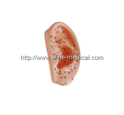 Ear Acupuncture Model 13CM
