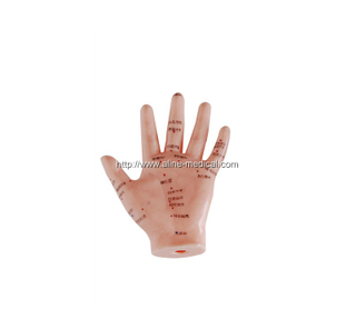 Hand Acupuncture Model 13CM
