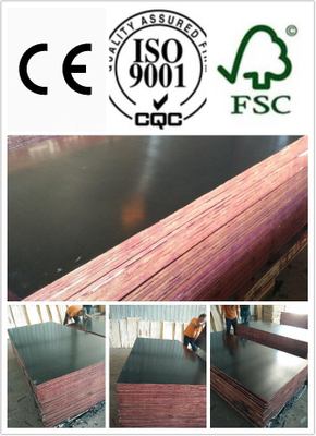 Coc Film Faced Plywood 18*1220*2440mm