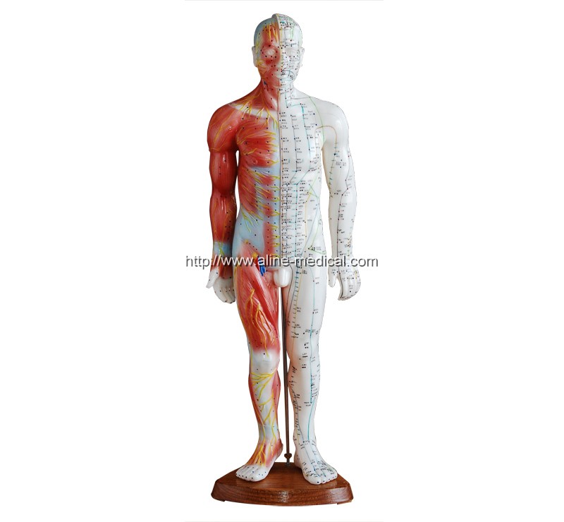Acupuncture & Muscle Model55CM Male