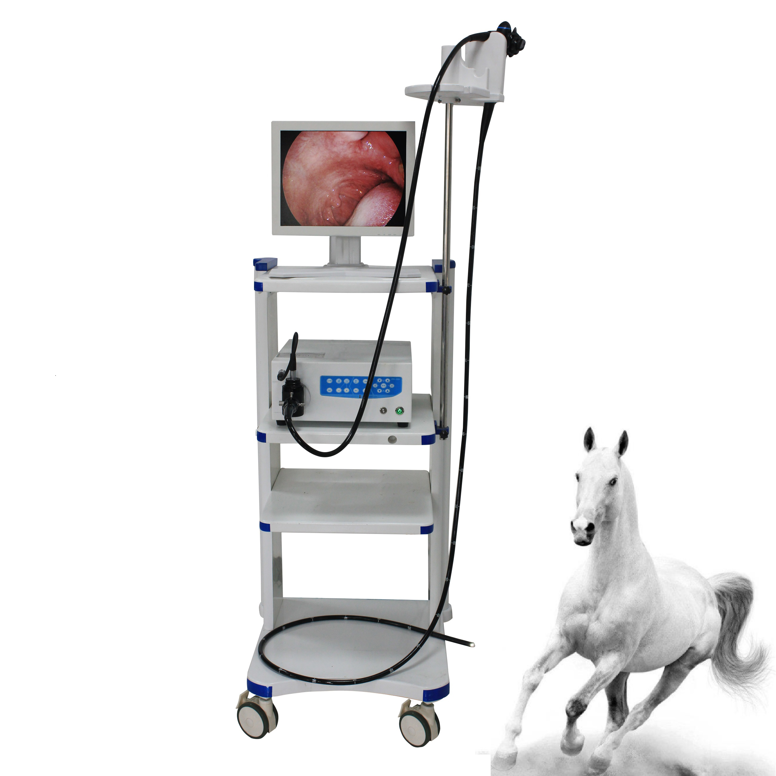 High Quality WET6000 Medical veterinary small animal video endoscope