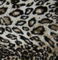 100%Polyester of Warp Knitted Fabric