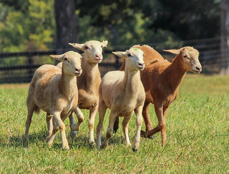 sheep-191788_640.jpg