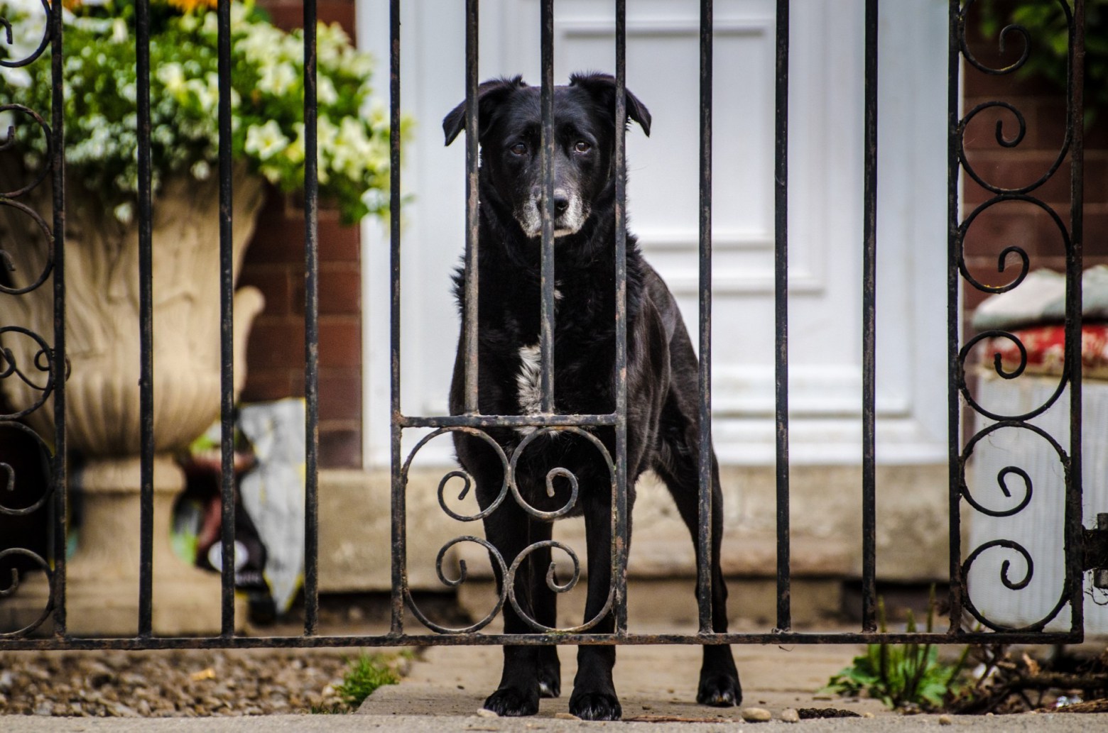 4 Ways Your Home Security is Endangering Your Pet