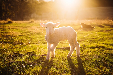 shallow-focus-photography-of-white-sheep-on-green-grass-678448.jpg