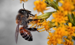 EU set to completely ban outdoor use of three neonic insecticides