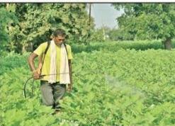 为控制未批准转基因棉花种植 印度马哈拉施特拉邦提议禁用草甘膦