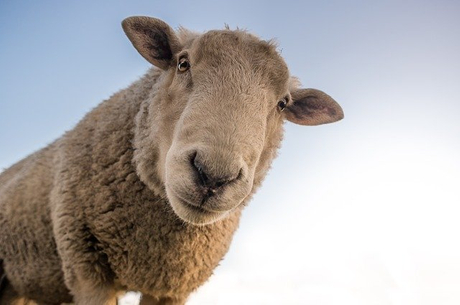 sheep-1822137_640.jpg