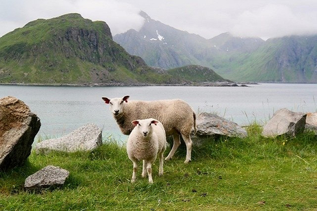 sheep-5215213_640 (1).jpg