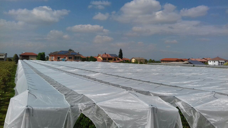 140g / 150g 100% HDPE + lona transparente ULTRAVIOLETA para el proveedor de la cubierta de la cereza