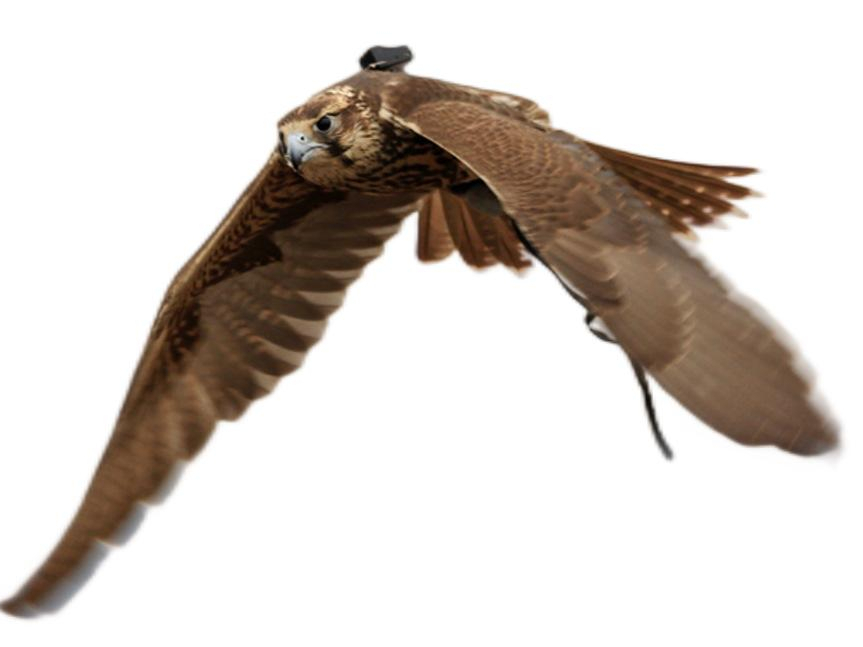 How Do Wildlife Trackers Work? Birds GPS Trackers with Micro Solar Cells 野生动物追踪器如何工作?带微型太阳能电池的鸟类 GPS 追踪器