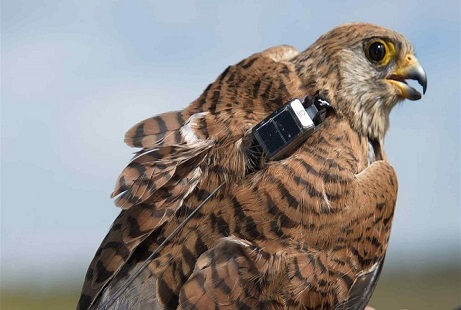 How Do Wildlife Trackers Work? Birds GPS Trackers with Micro Solar Cells 野生动物追踪器如何工作?带微型太阳能电池的鸟类 GPS 追踪器