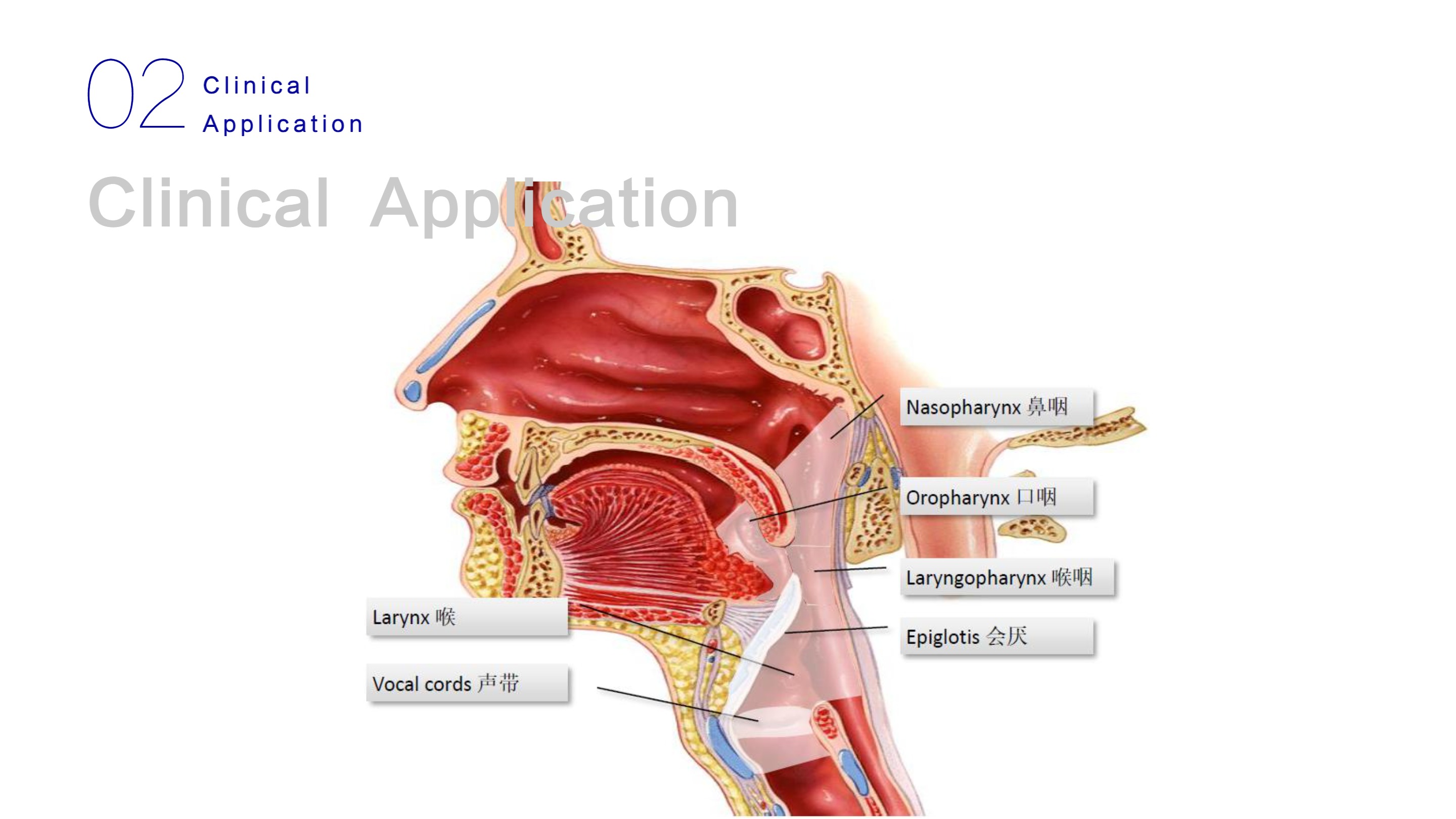 نظام التنظير المتنقل LHO-10-15