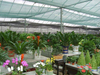 Use of Colored Shade Netting in Horticulture - HortScience