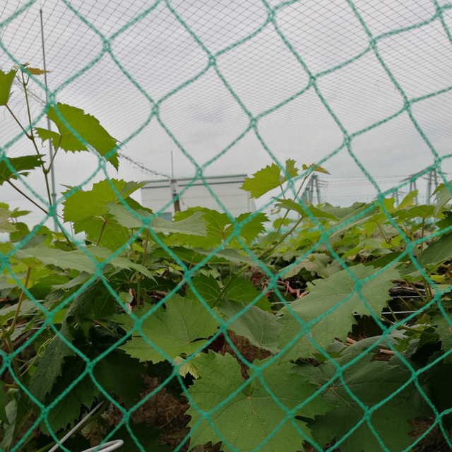 HDPE 8gsm 5X5M green color Anti Bird Net