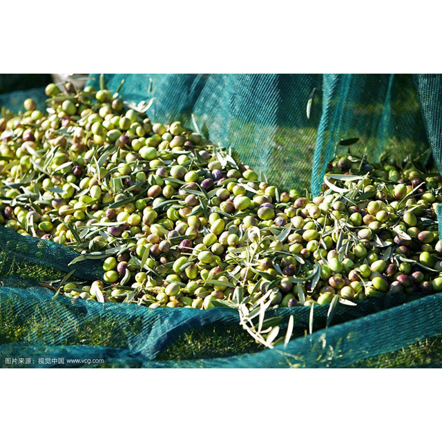 HDPE 55gsm white color olive net/Harvesting net