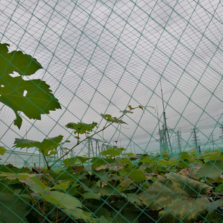 HDPE 18gsm 10X3M greencolor Anti Bird Net